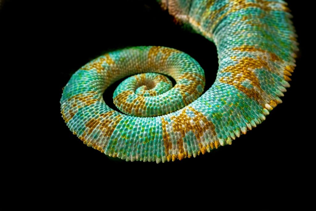 A chameleon's colorful tail curled into a spiral on black.