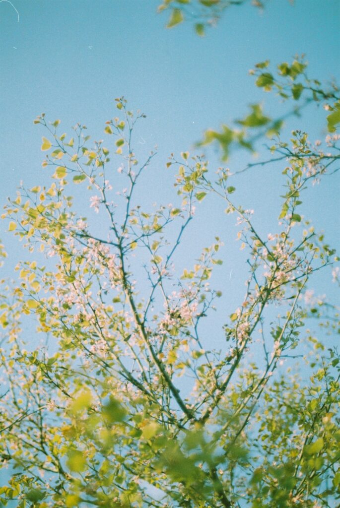 Tree branches reach towards a clear, blue sky.