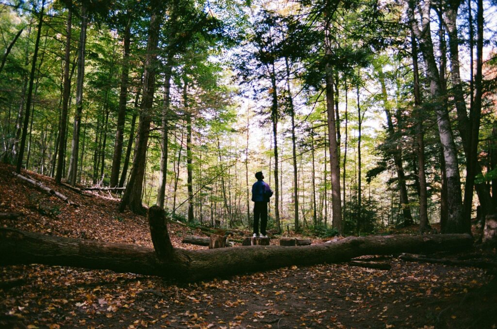 A person stands in a sunlit forest clearing