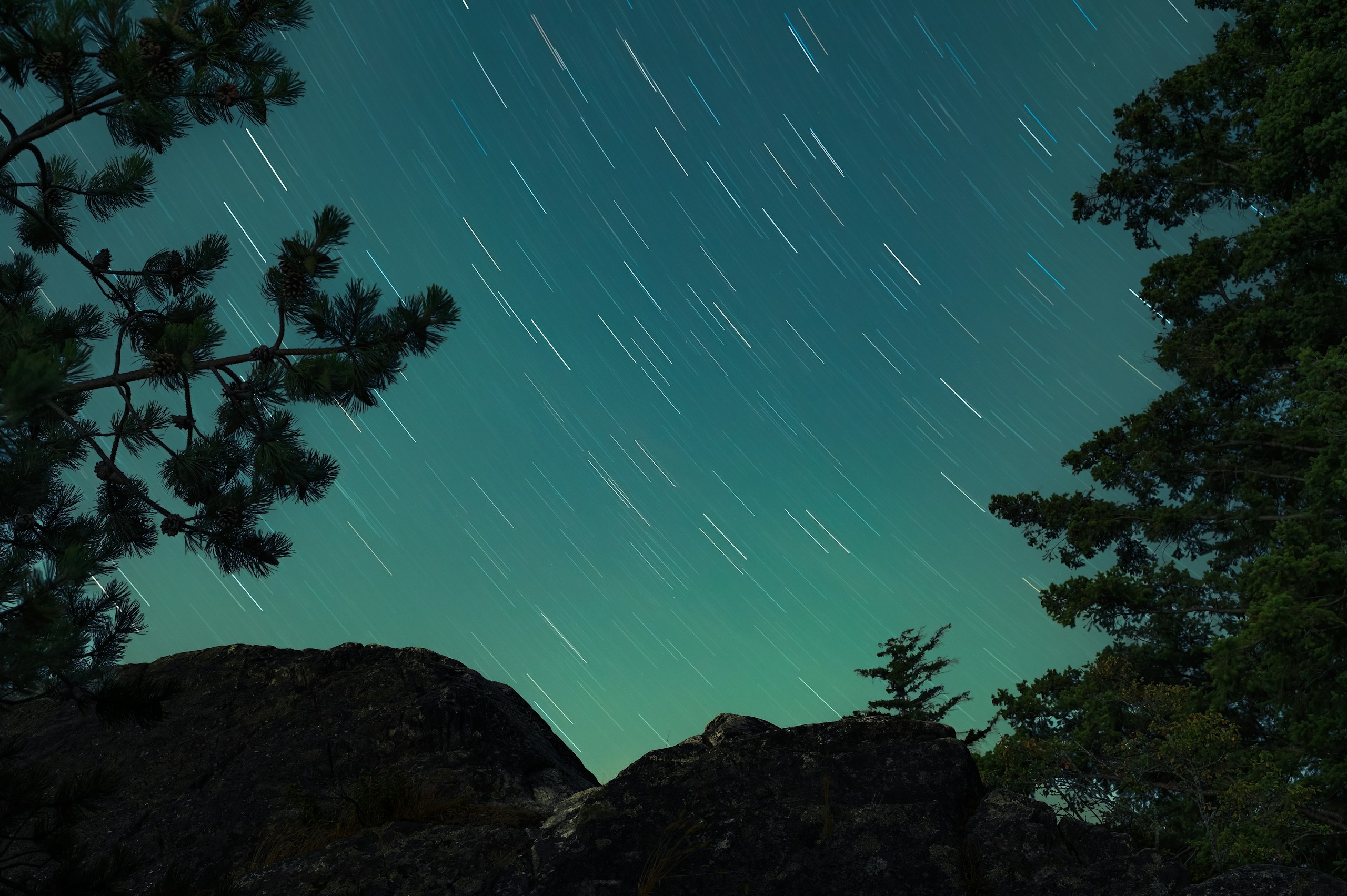 Star trails in a night sky over trees