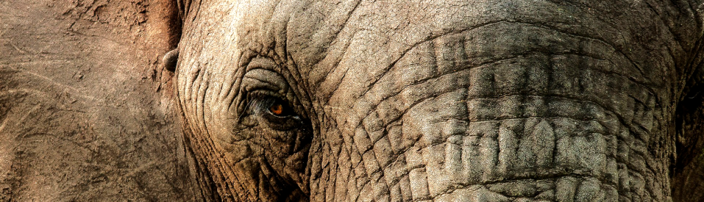 The Elephant in the Room