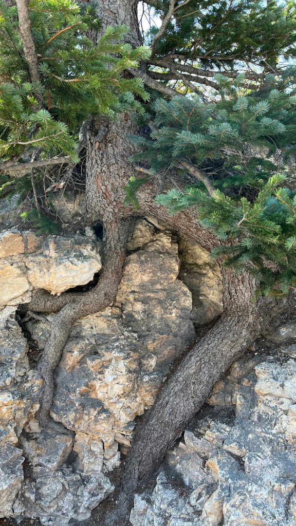 Mark 10:32-52 Prediction, Position & Persistence