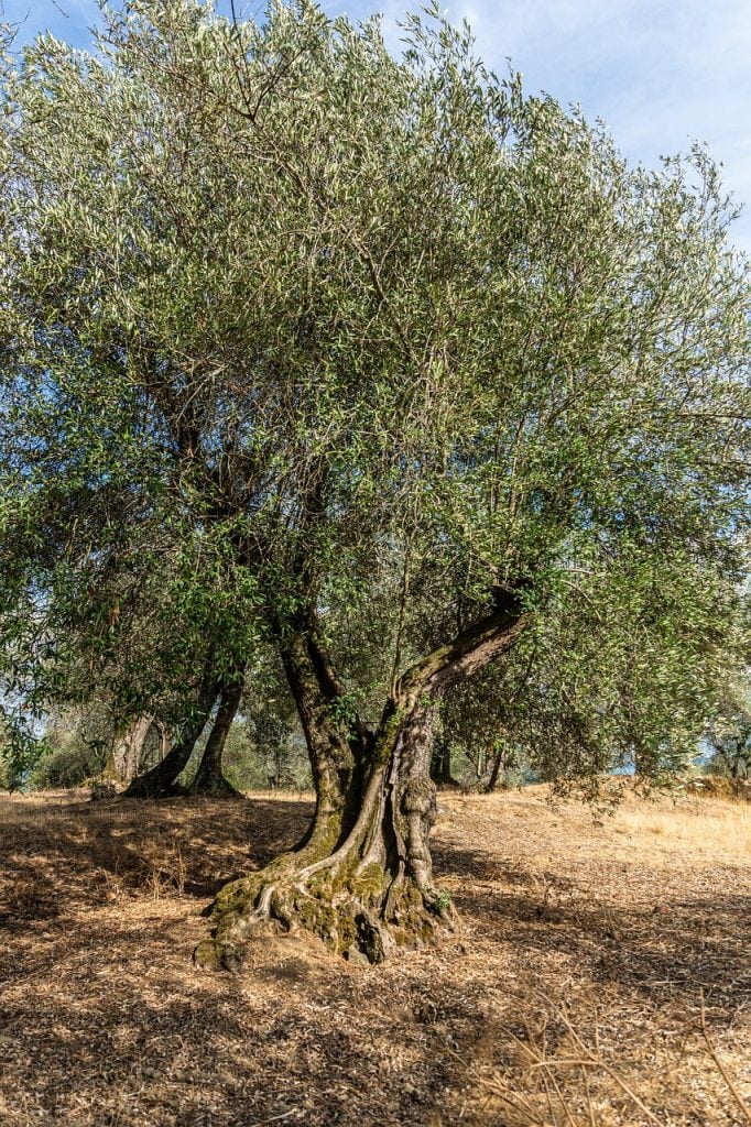 Olive Oil and the Holy Spirit