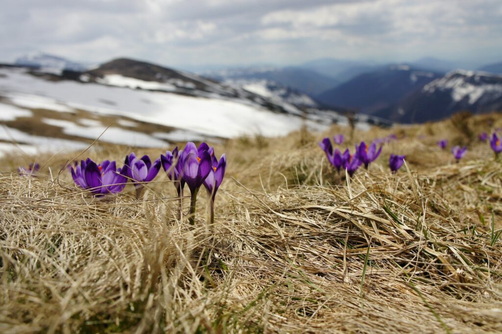 Spring has Arrived! Maybe!