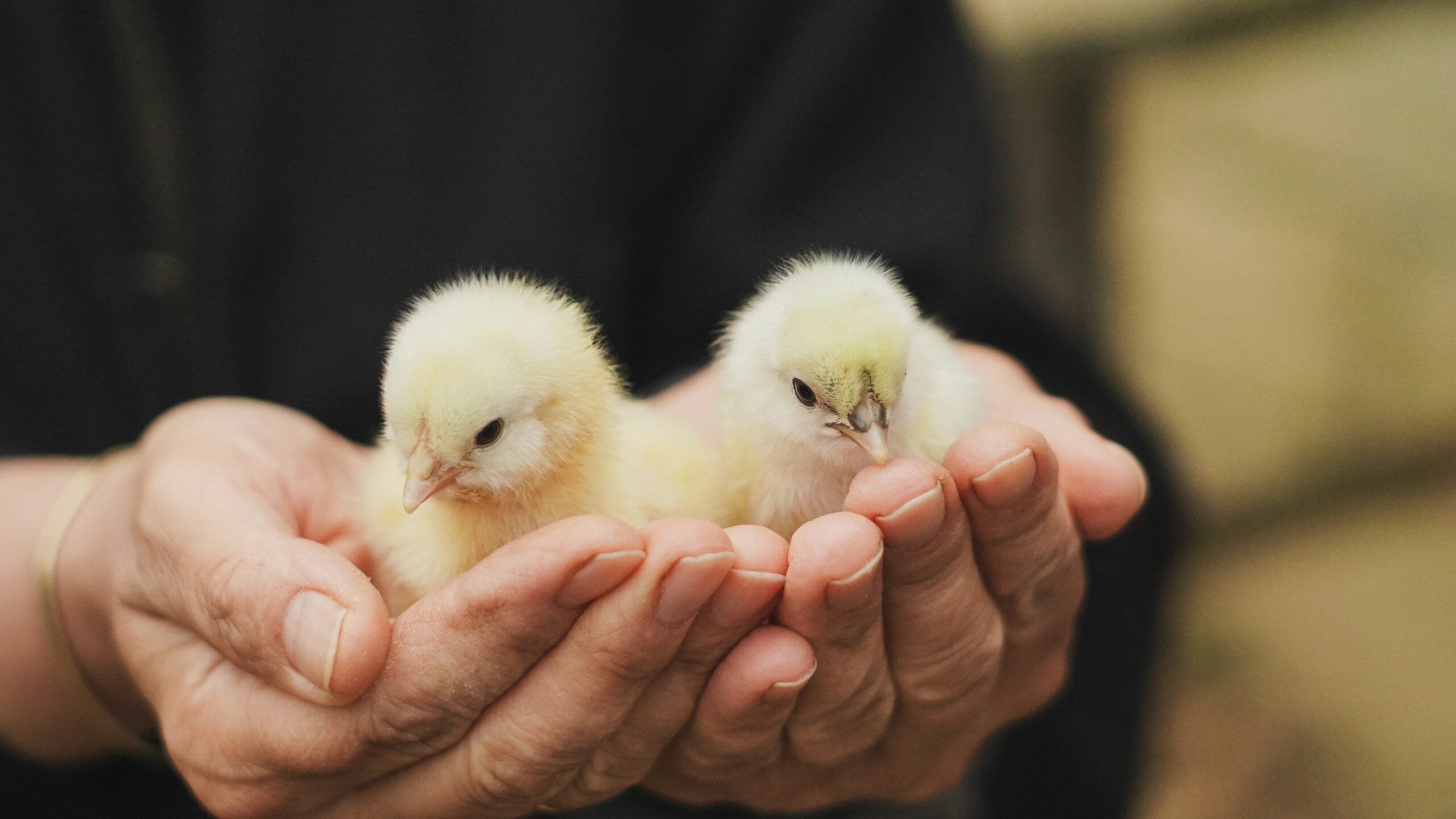 A person holding two small chickens in their hands