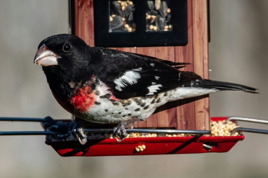 Lessons at the bird feeder!