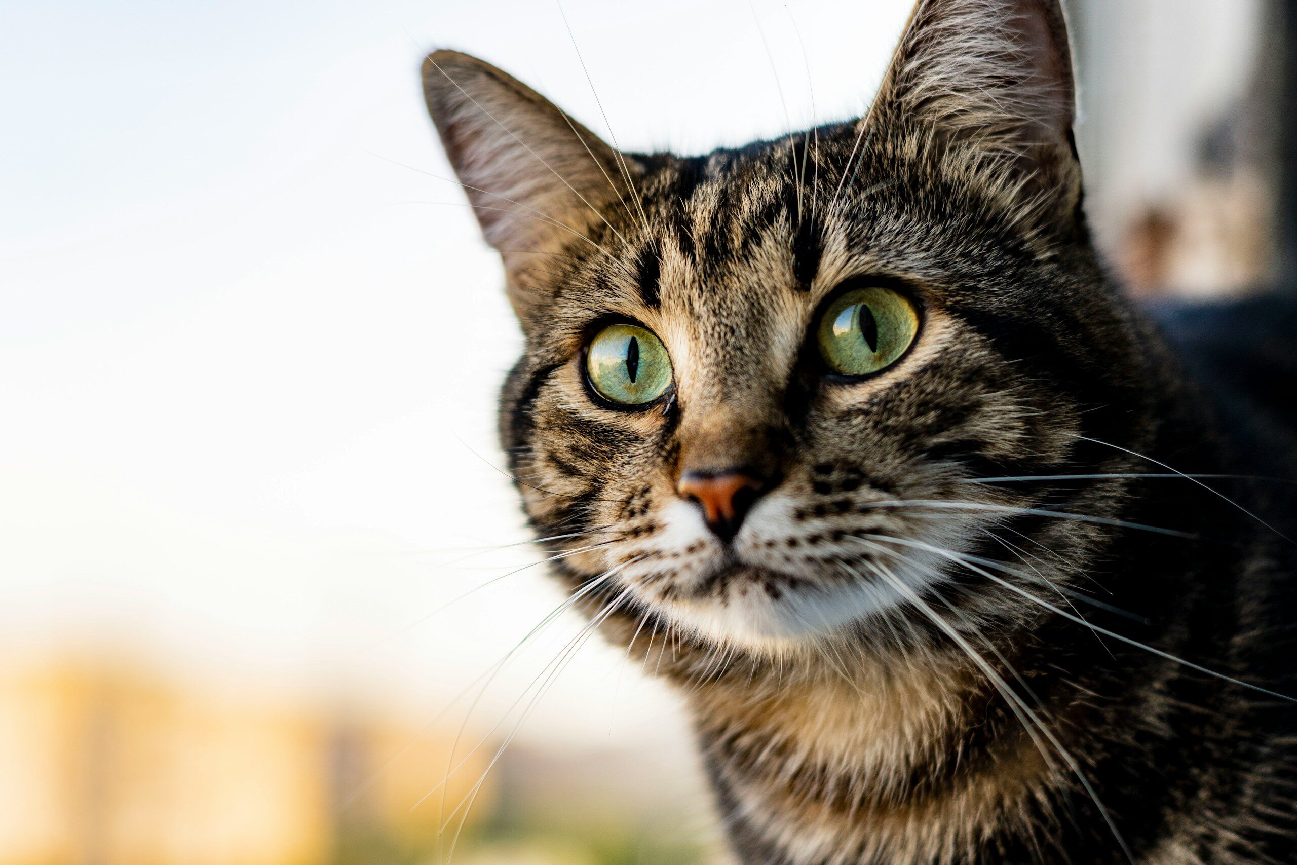 a close up of a cat with a blurry background