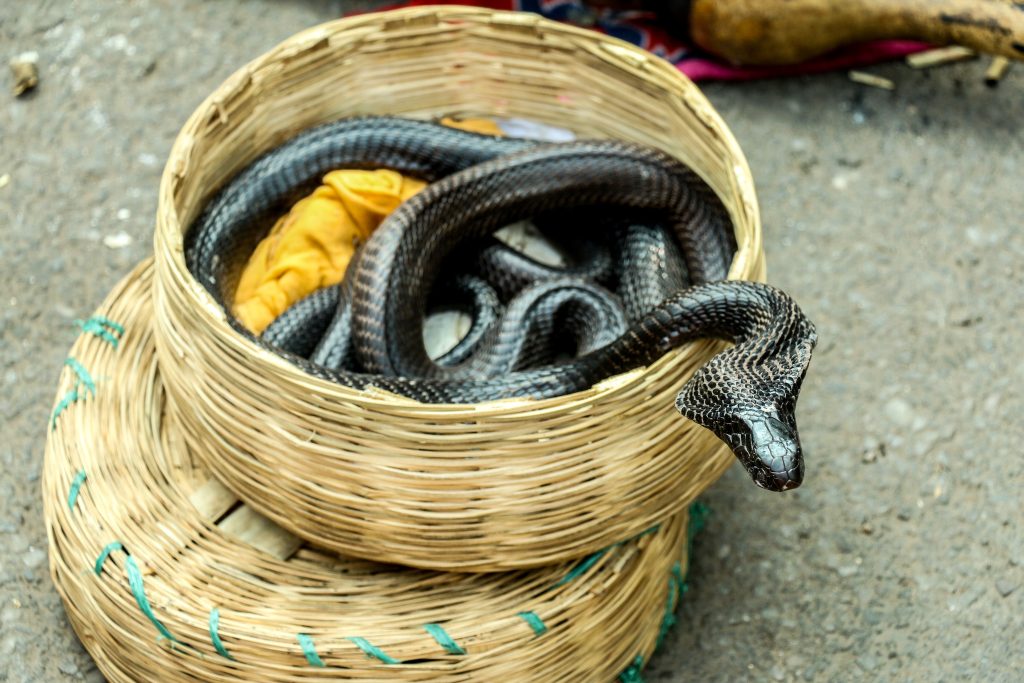 Basket of Cobras