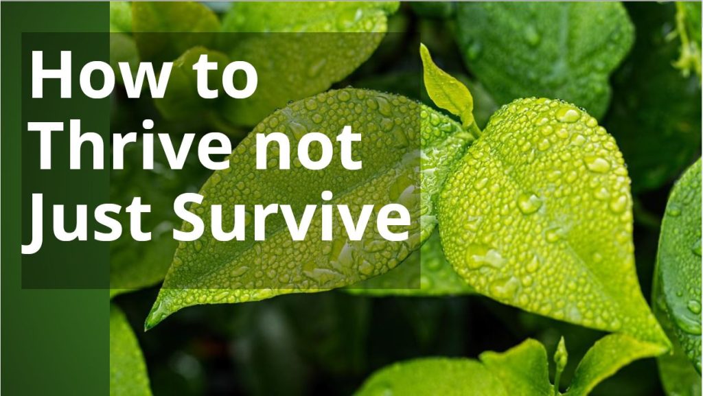 How to Thrive Not Just Survive