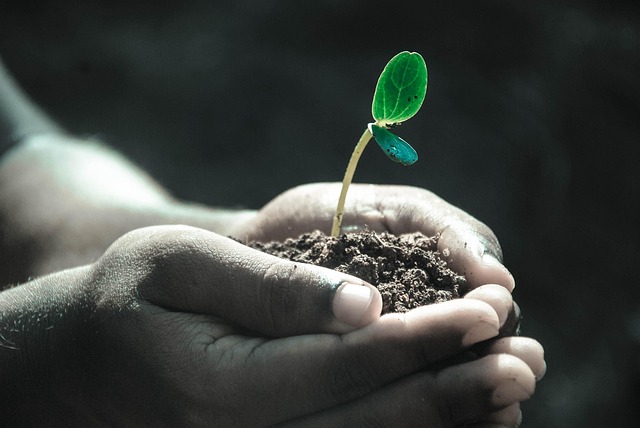 Alive: Church as a Living Organism