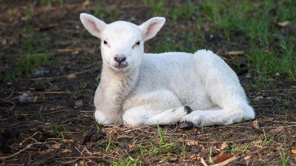 Behold the Lamb of God