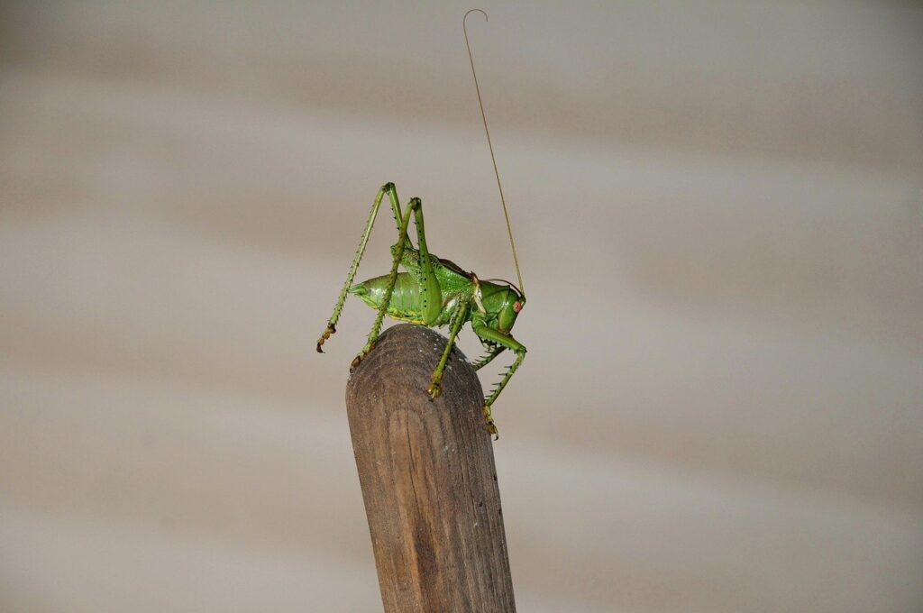 Giants or Grasshoppers
