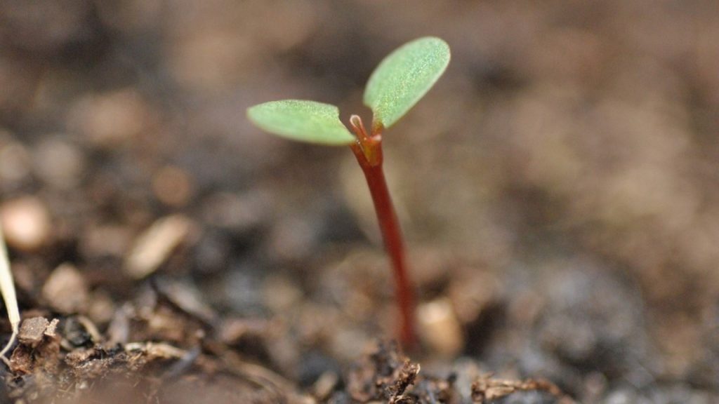 Growing in Christ