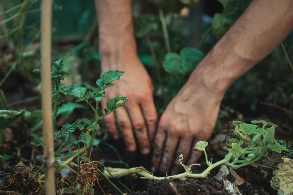 Health Ministry – Gardening Class