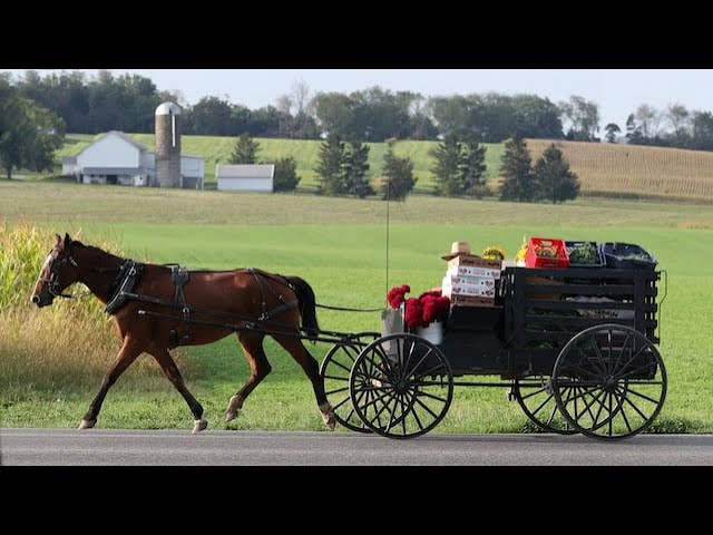 How to put the Horse Ahead of the Cart.  Gal  5 Kearney