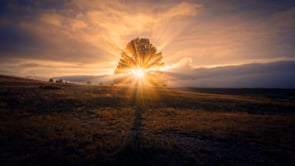 The Bread of Life