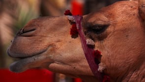 Camels & Gnats