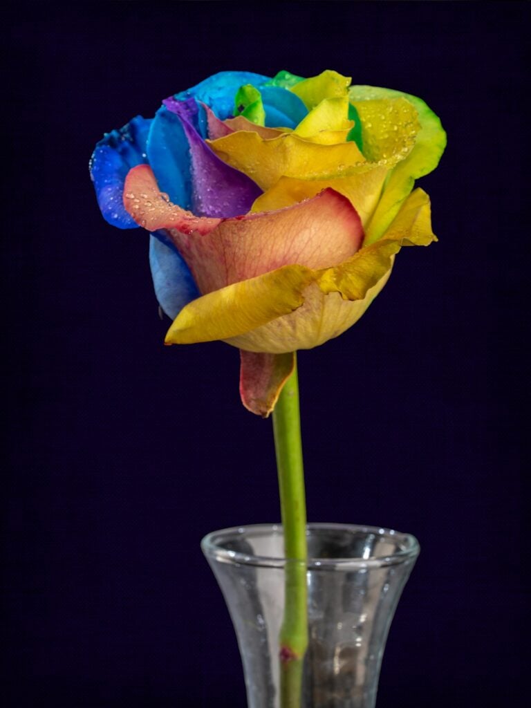 yellow and pink flower in clear glass vase