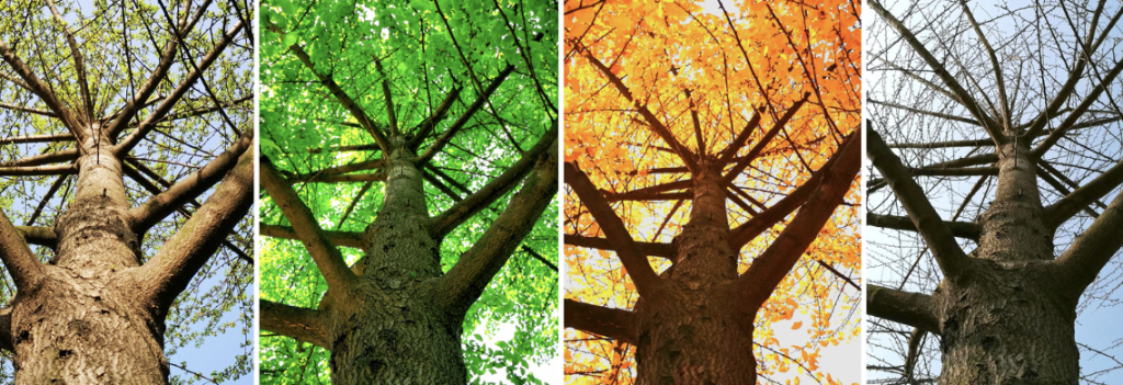 Seasons