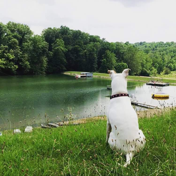 How a dog became staff at Timber Ridge Camp