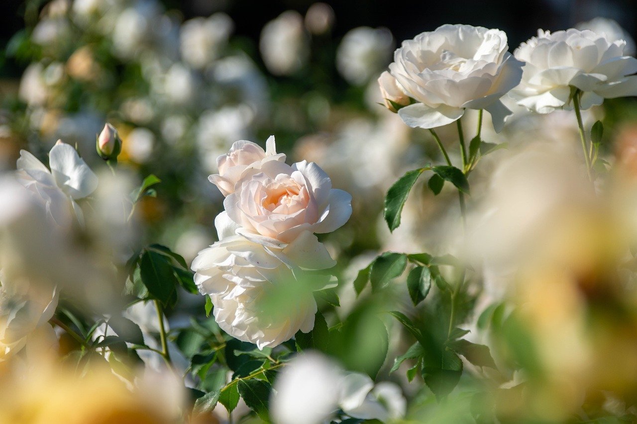 roses, blossoms, bulgaria, nature wallpaper, flower, flower background, nature, ornamental plant, hd wallpaper, beautiful flowers, fragrance, nature background, scent of roses, rose blossom, beautiful nature, flower wallpaper, hd background, full hd wallpaper, desktop backgrounds