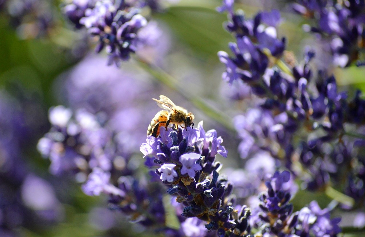 bee, honeybee, insect, wildlife, nature, flora, fauna, animal, backlight, lavender, lavandula, flowers, plants, medicinal, aromatic, lavenderblossoms, purple, scent, hd wallpaper, natural, wallpaper