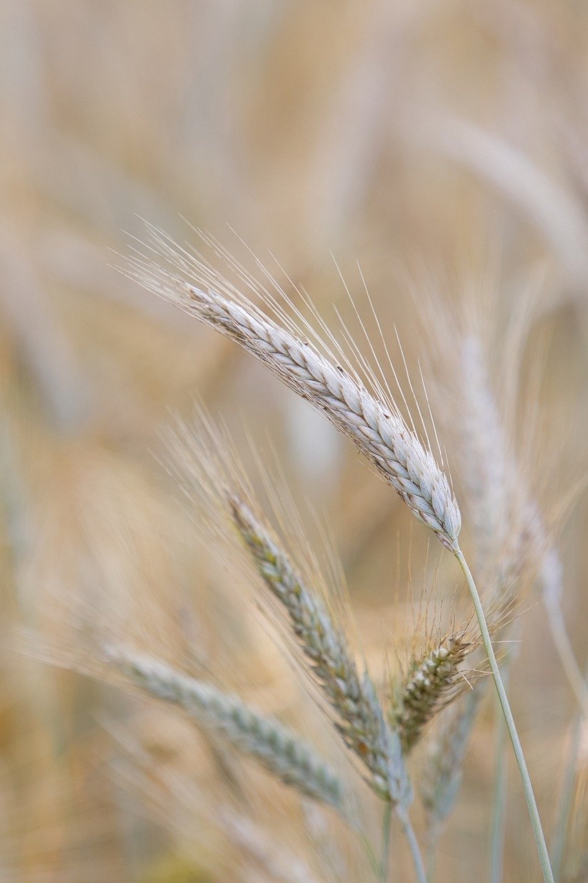 grain, field, agriculture, summer, texture, cornfield, health, farming, harvest, rural, outdoors, barley, wheat, cereal, crop, nature, plant, golden, growth, countryside