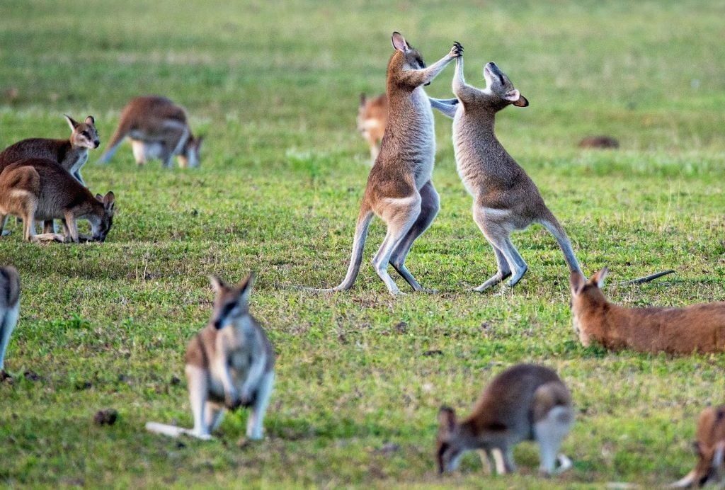 Kangaroo Court