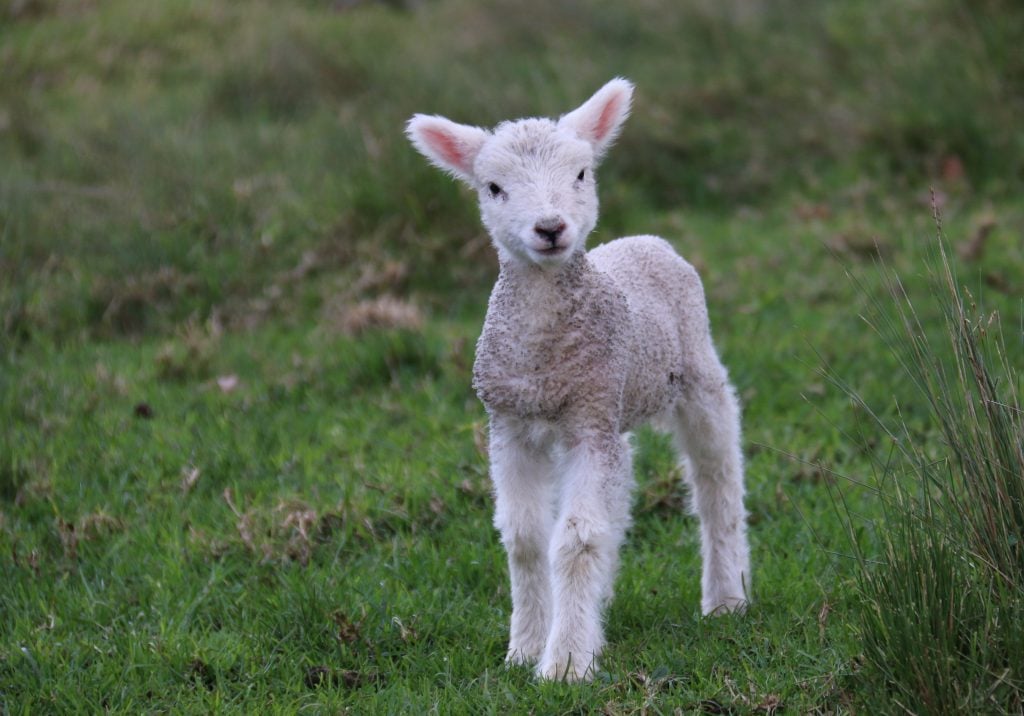 The Sacrificial Lamb