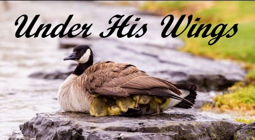 Under His Wings