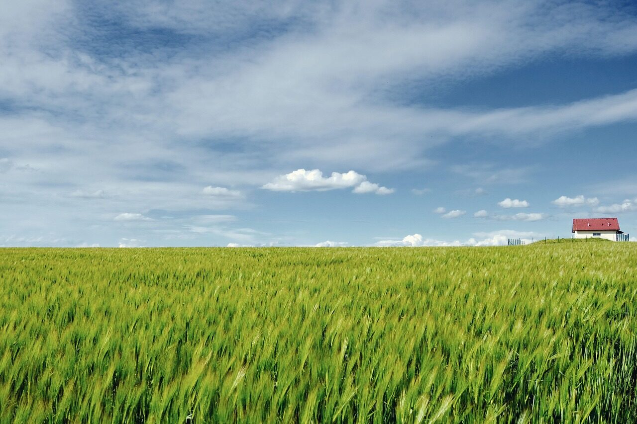 nature, landscape, field, grain field, expanse, contrast, color contrast, spring, spring landscape, nature, landscape, field, field, field, grain field, contrast, spring, spring, spring, spring, spring, spring landscape