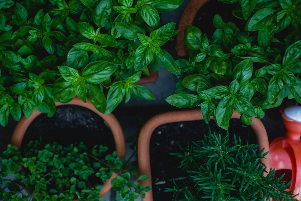 All About Herbs