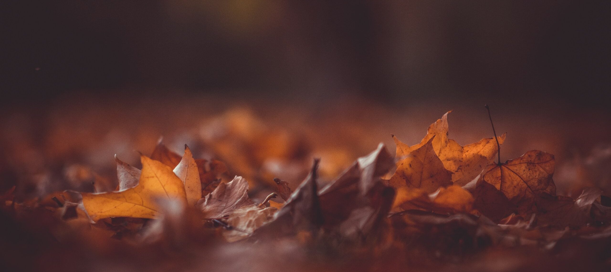 close-up photography of brown leaves