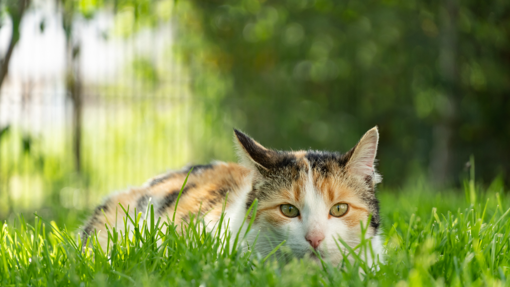 Curiosity Killed the Cat