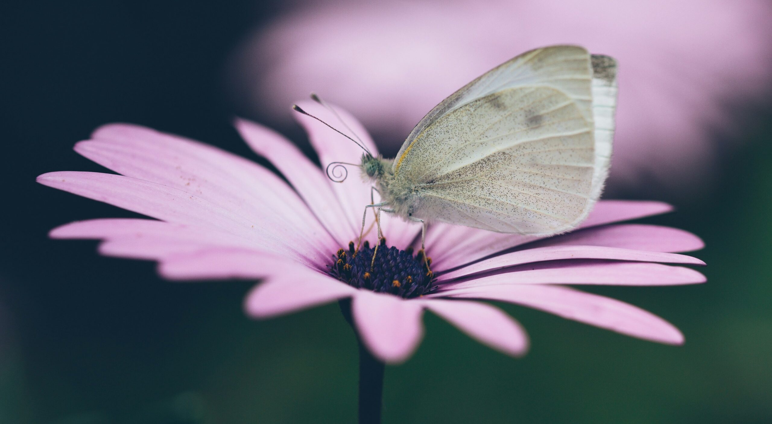 gray butterfly on pink flower