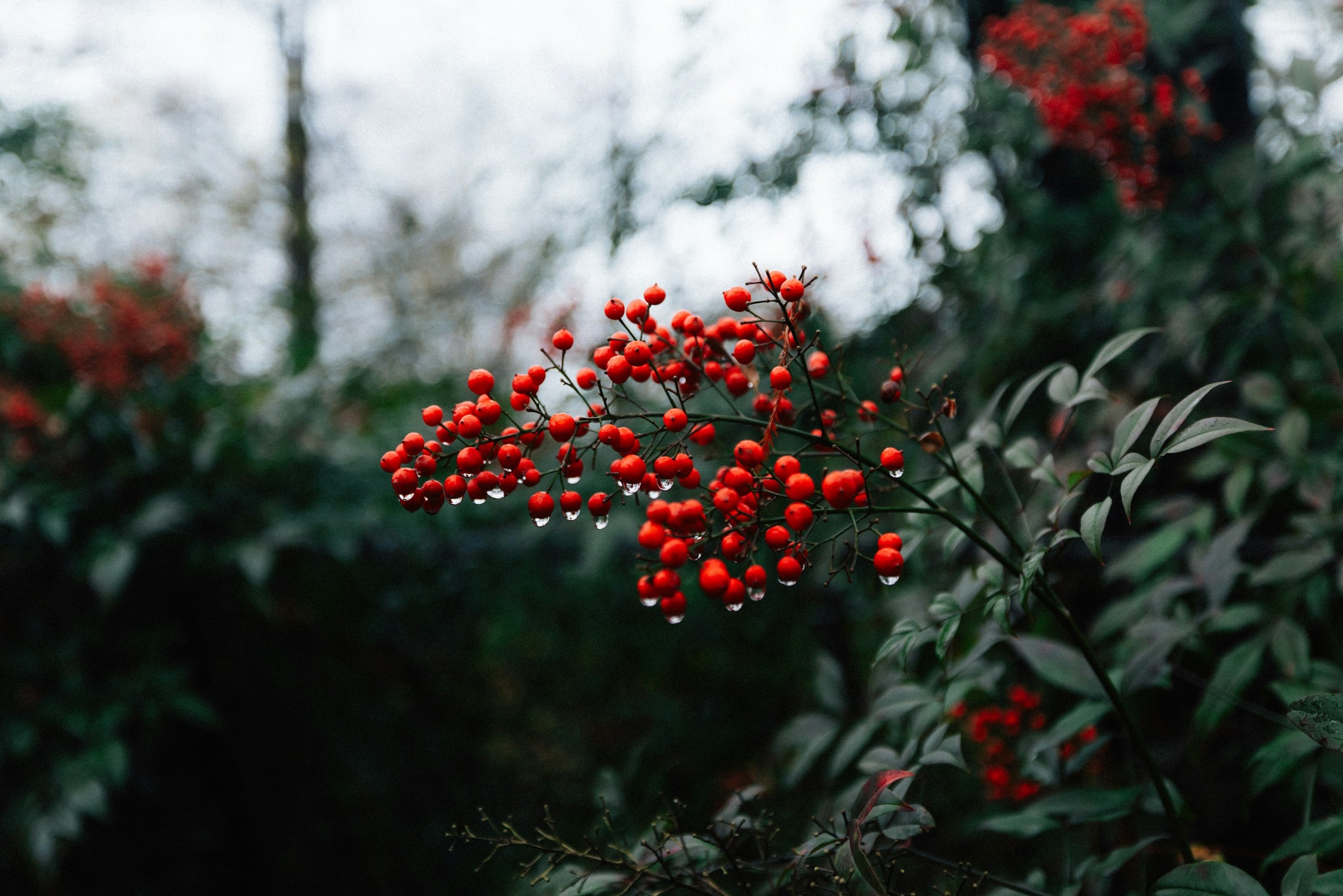 Red berries with water droplets on a branch