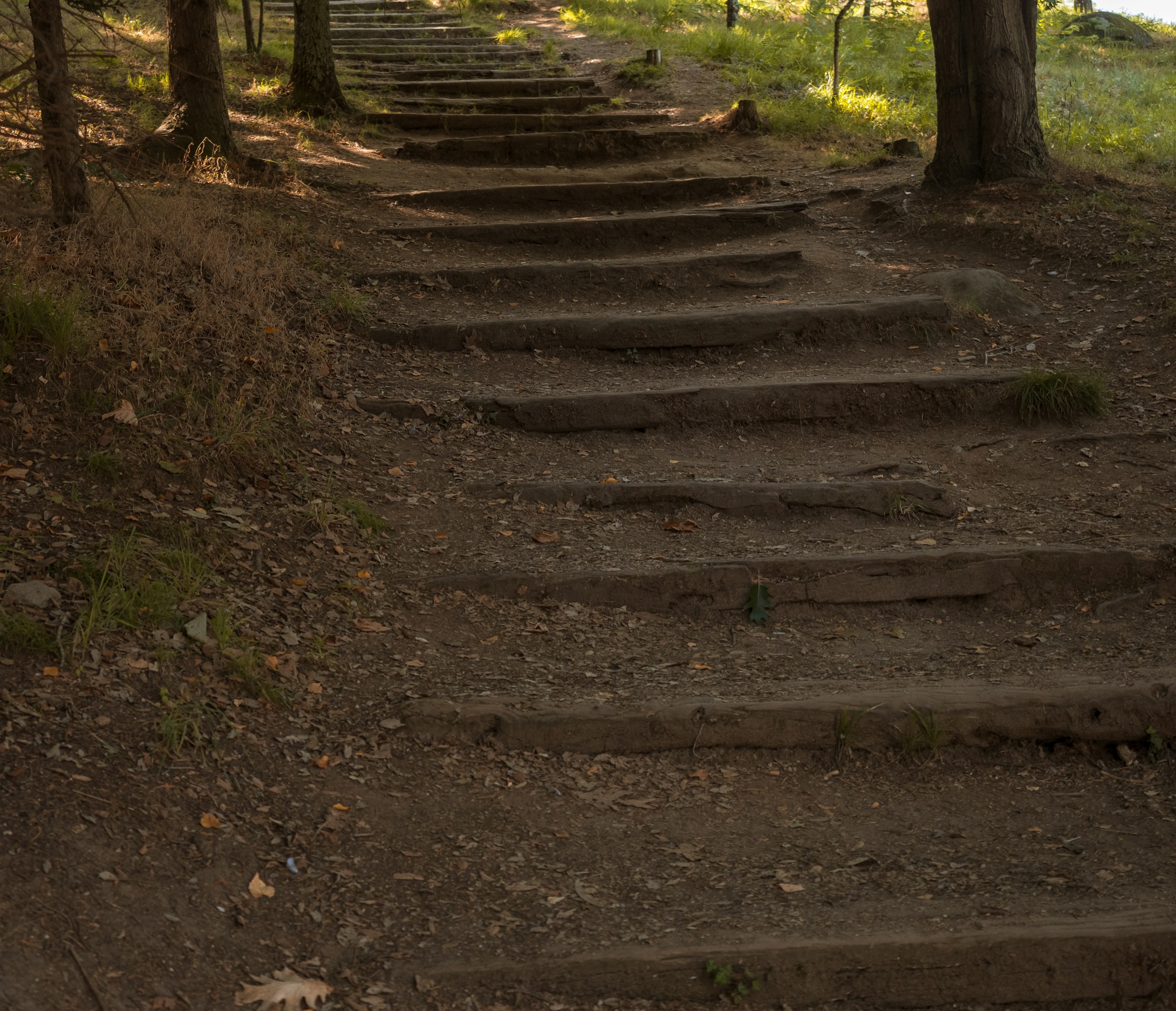 gray concrete stairs between trees during daytime