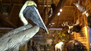 Nature Nugget: Bird Navigation