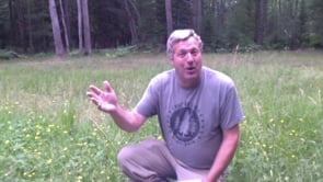 Nature Nugget: Butterflies