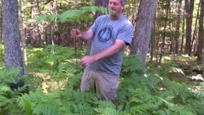 Nature Nugget: Bracken Ferns