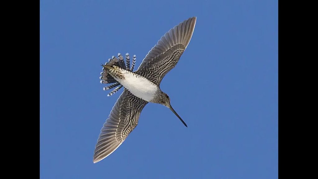 Snipe Mi Nature Nugget: Wilson’s Snipe – Michigan Conference