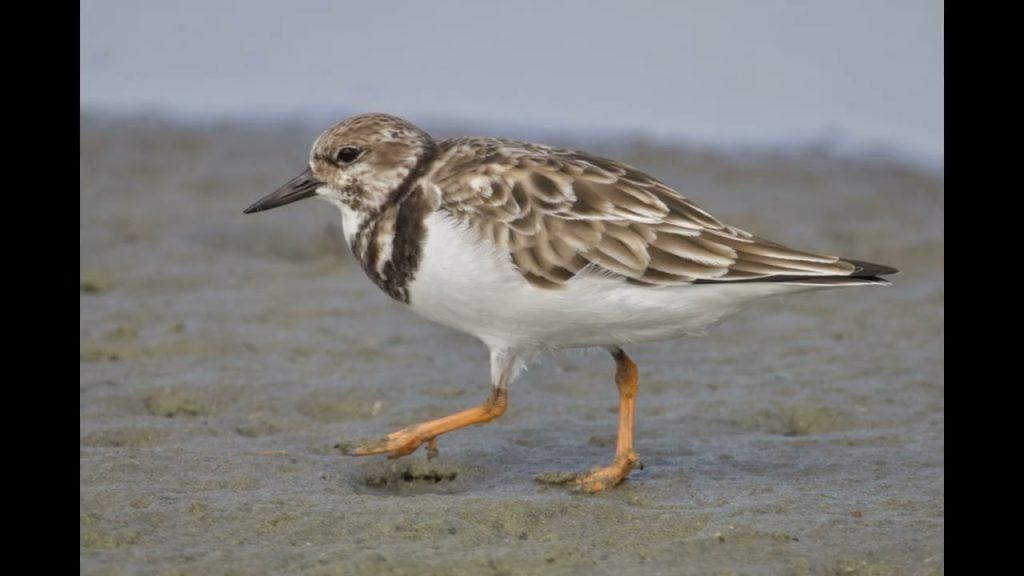Nature Nugget: South Padre Island Mudflats