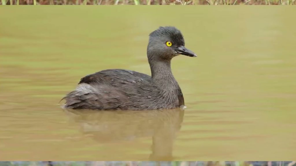 Nature Nugget: Least Grebe