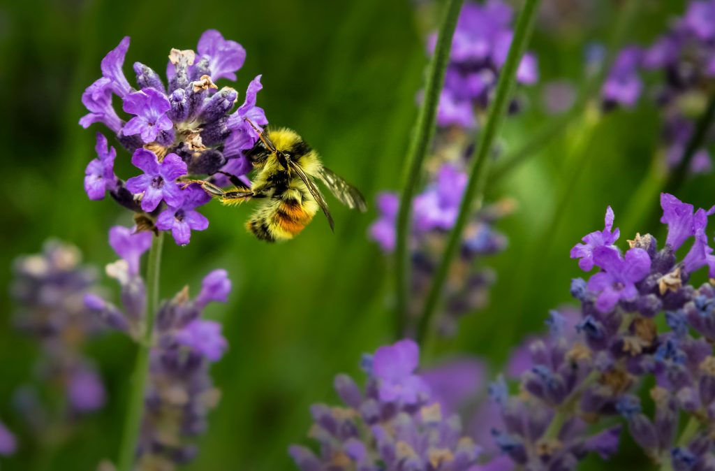 Bees on God’s Business