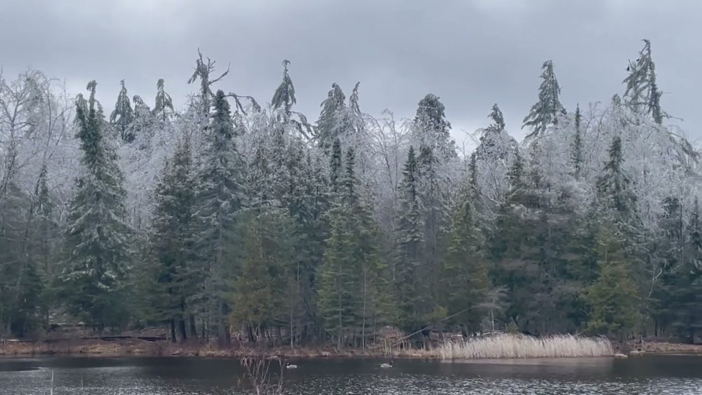 Nature Nugget: Ice Storm 2025