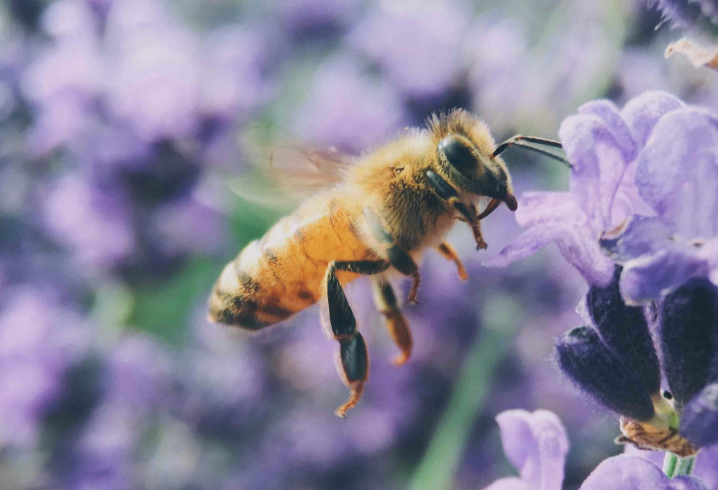To Bee Ready