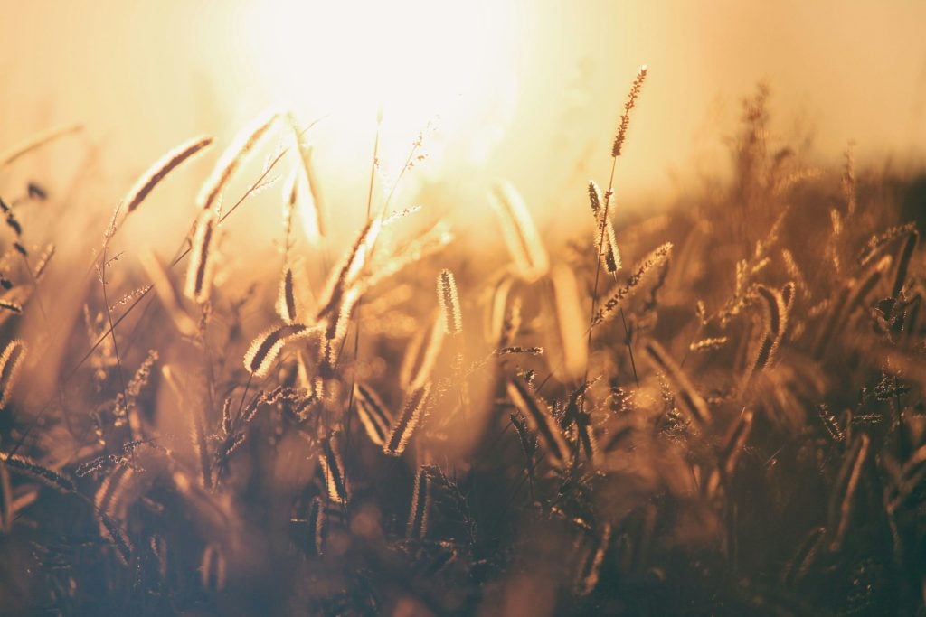 The Joy of the Harvest
