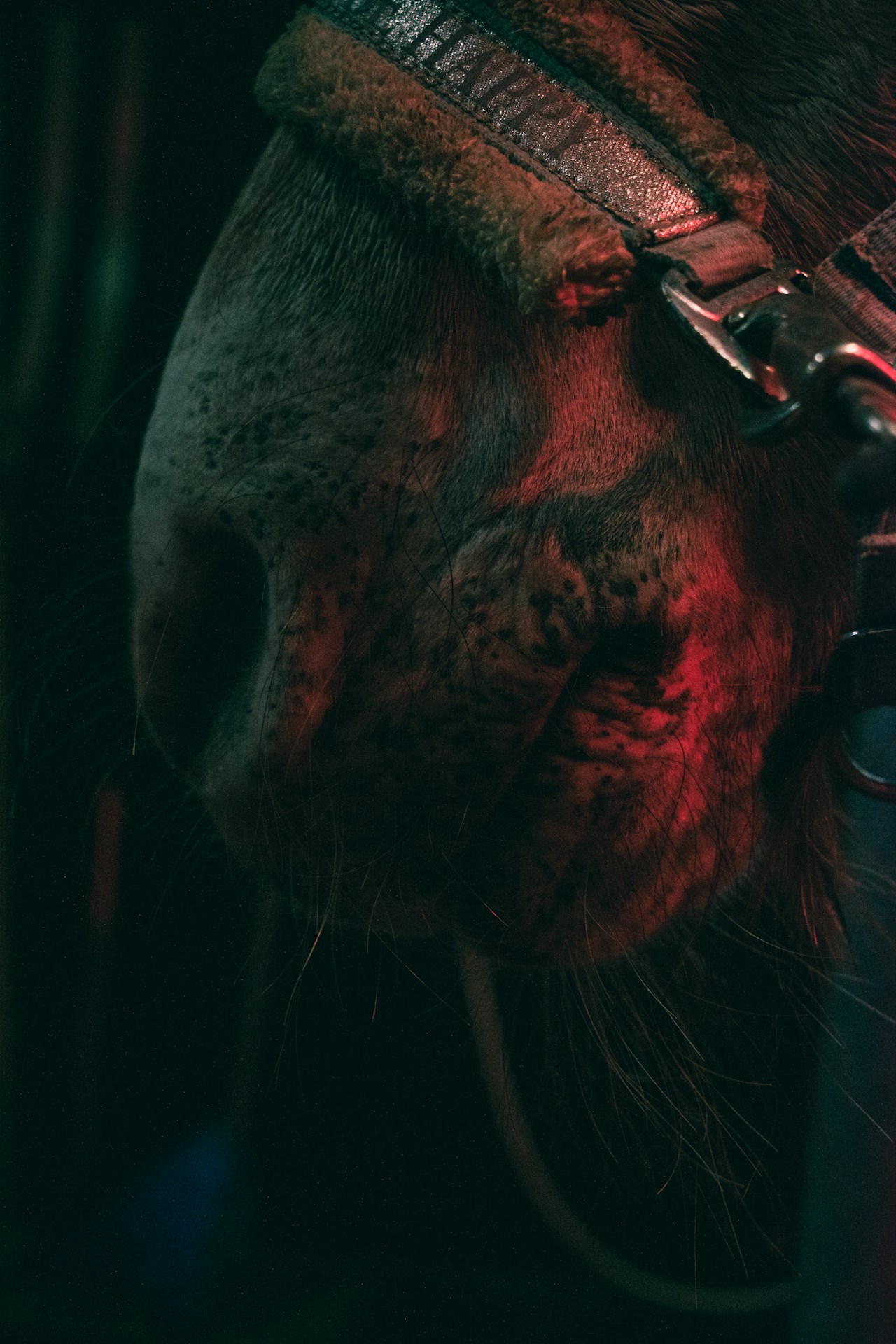 a close up of a horse's face with a harness on
