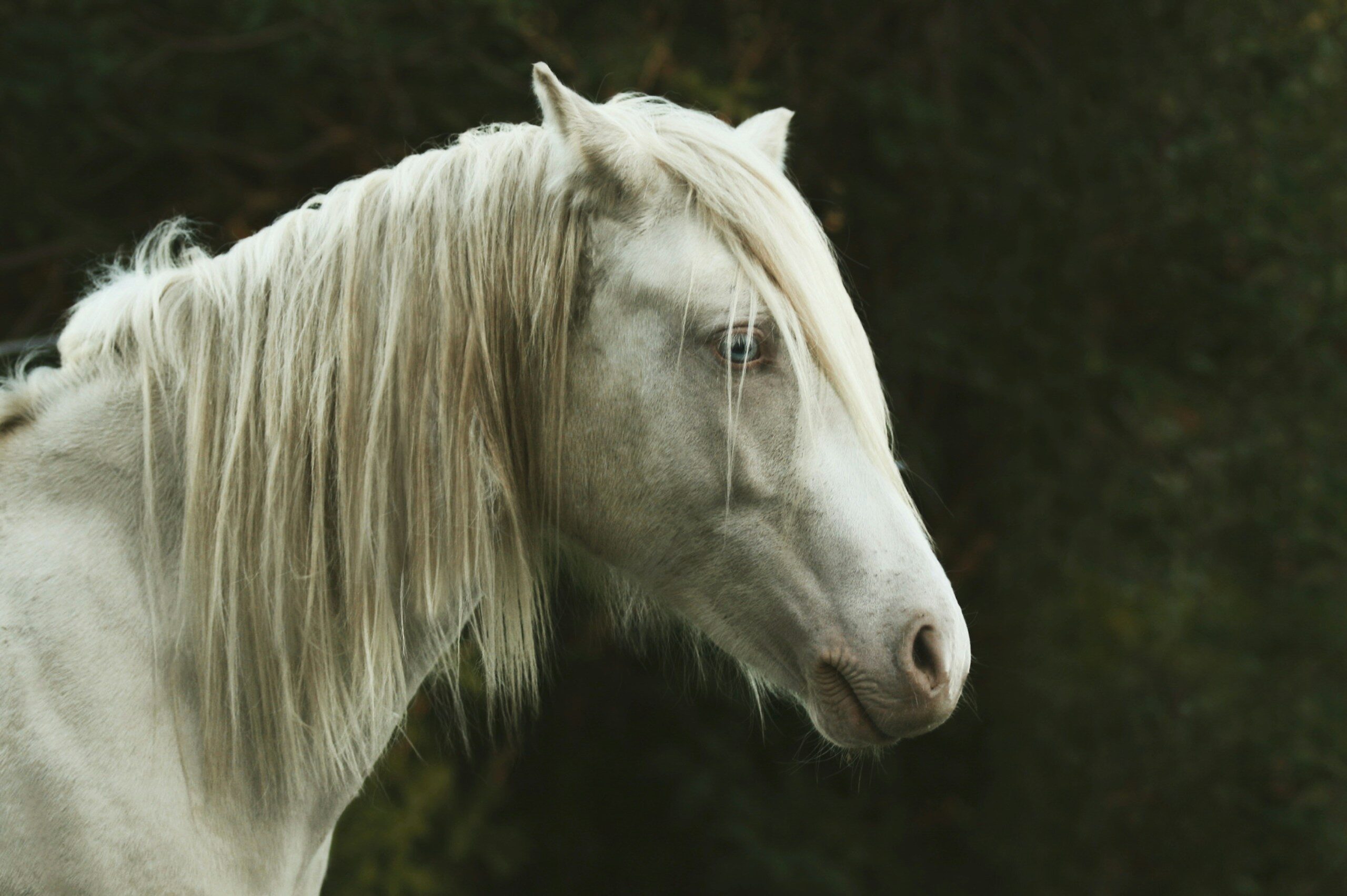 a white horse with blonde hair standing in front of trees