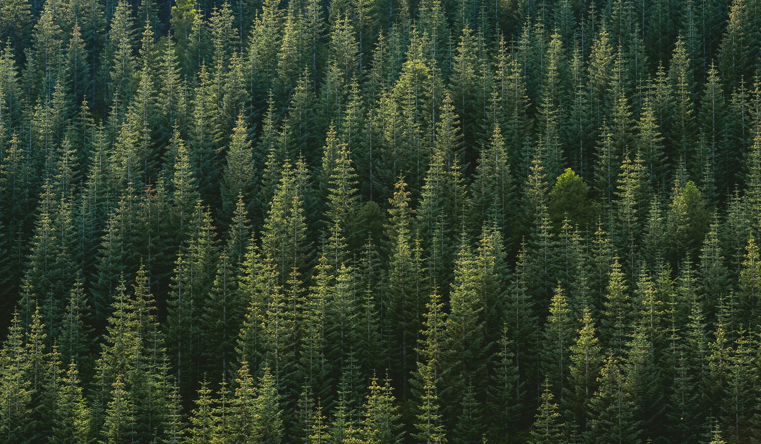 aerial photography of forest